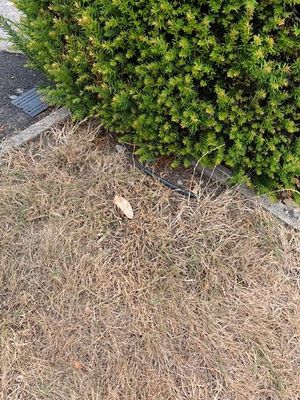 IMG_2642.jpeg