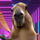 DancingCapybara