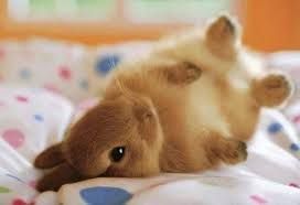 cuteness.jpg