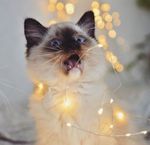 Profile (Catpuccino)