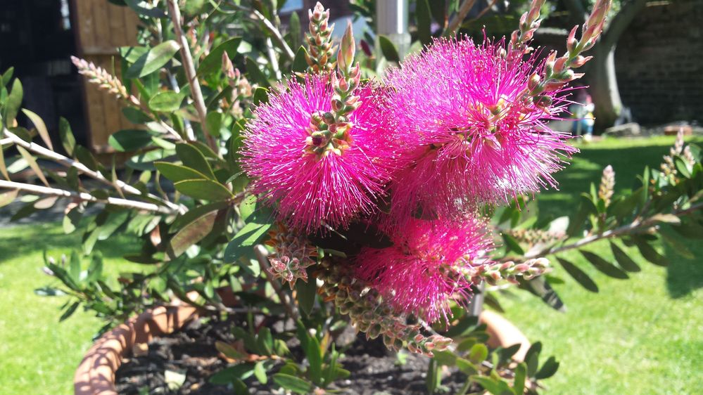 Bottlebrush.jpg