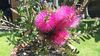 Bottlebrush.jpg