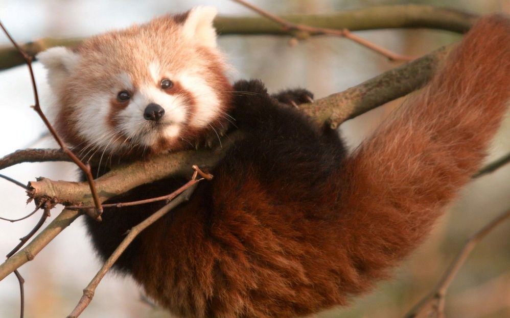 red-panda-wallpapers-1728x1080.jpg