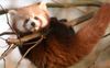 red-panda-wallpapers-1728x1080.jpg