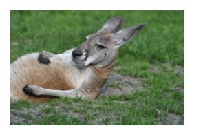 kangaroo.PNG