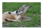 kangaroo.PNG