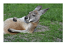 kangaroo.PNG