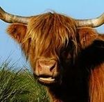 Profile (HighlandCoo)