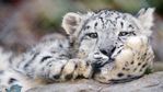 snow_leopard_big_cat_leopard_106764_3840x2160.jpg