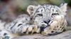 snow_leopard_big_cat_leopard_106764_3840x2160.jpg